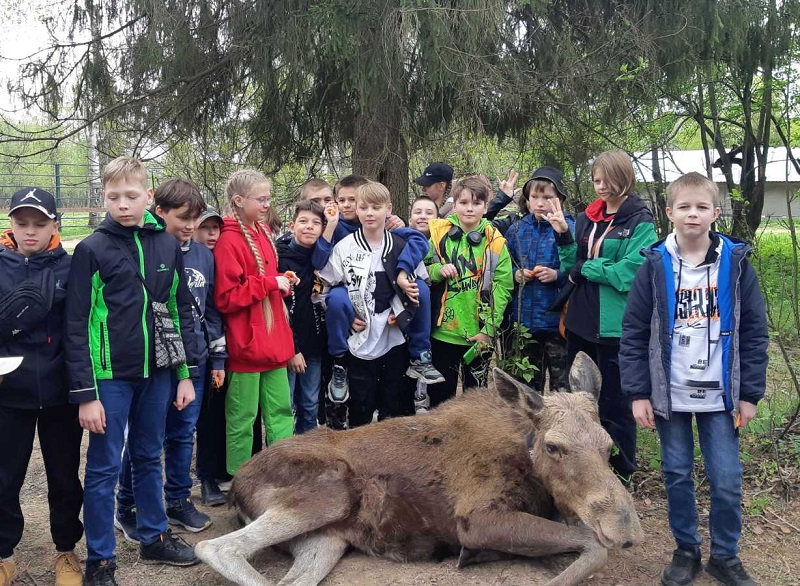 Ребята подружились с молодым лосенком.